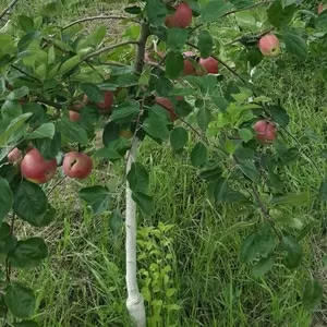 Яблоки оптом разных сортов